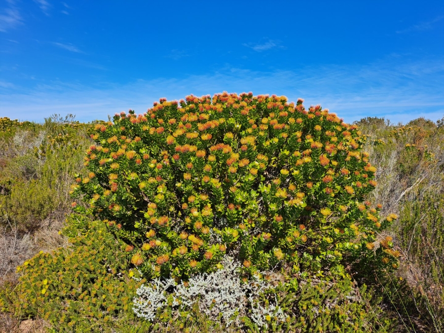 10 Bedroom Property for Sale in Stilbaai Rural Western Cape